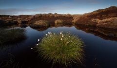 Restoring peatland, like this apportionment just north of Cunningsburgh, can reduce carbon emissions. Photo: Dave Gifford