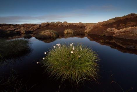 Restoring peatland, like this apportionment just north of Cunningsburgh, can reduce carbon emissions. Photo: Dave Gifford