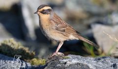 The Siberian Accentor at Mossy Hill, Shetland - Photo: Hugh Harrop