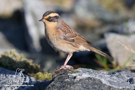 The Siberian Accentor at Mossy Hill, Shetland - Photo: Hugh Harrop