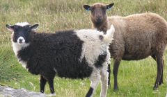 The European market for Shetland hill lamb appears to have collapsed - Photo: ShetNews