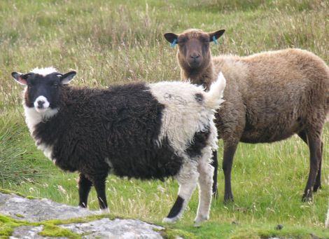 The European market for Shetland hill lamb appears to have collapsed - Photo: ShetNews