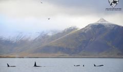 This pod of orcas, feeding on herring off Iceland, is also seen regularly in Shetland waters.