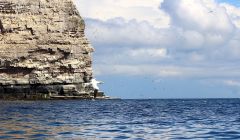 Seabirds at the cliffs off the back of Noss. Photo: Shetland News/Hans J. Marter