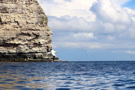 Seabirds at the cliffs off the back of Noss. Photo: Shetland News/Hans J. Marter