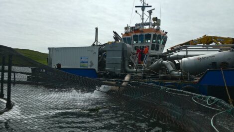 Salmon being released back into a pen after thermolicer treatment - Photo: Scottish Sea Farms