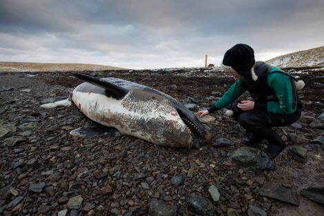 Cy Sullivan's partner Sally Evans greets the orca. Photo: Cy Sullivan