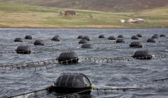 A typical Blueshell mussel farming site.