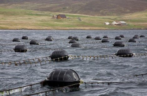 A typical Blueshell mussel farming site.