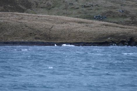 A photo of the washed up Orca on Friday morning. Photo: Mike Grundon