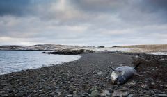 The female Orca beached herself on the uninhabited island of Linga, last week - Photo: Cy Sullivan