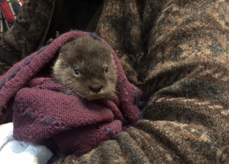 Charlie was found crying by local woman Elizabeth Christie near the pier at Billister, North Nesting.