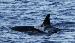 Orca female SN200 with young calf - Photo: Orca Guardians Iceland