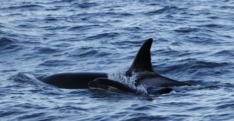 Orca female SN200 with young calf - Photo: Orca Guardians Iceland