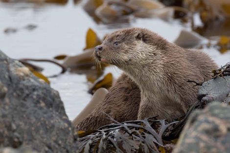 Otter-spotting topped Travel magazine's list of the best wildlife experiences in the world. Photo: Rory Tallack.