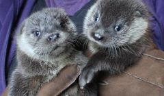 Otter cub siblings Joey and Thea were reunited at the sanctuary back in 2014.