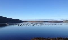 A mussel farm in Shetland's north mainland. Photo: Seafood Shetland