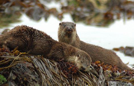 Otters relaxing on the island. Photo: Brydon Thomason.