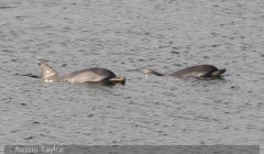 These two striped dolphins were spotted in Scalloway harbour in October last year. Photo: Austin Taylor