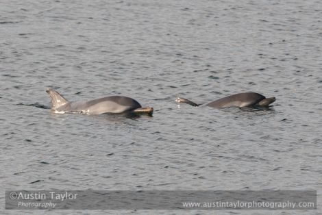 These two striped dolphins were spotted in Scalloway harbour in October last year. Photo: Austin Taylor