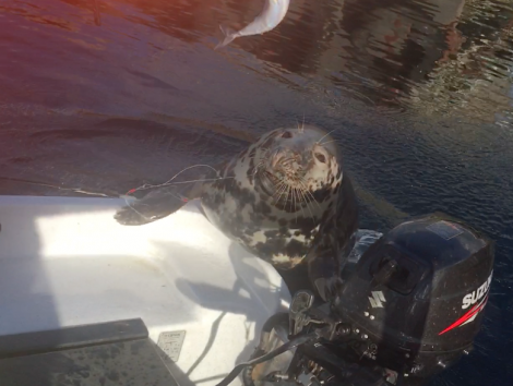 The seal caught up in fishing line at Toft Pier.