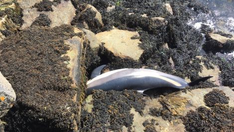 The white sided dolphin was found at the outer side of the breakwater of the Bressay marina.