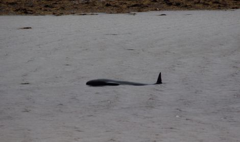 The pilot whale didn't show any signs of wanting to leave the voe after being reflected on Thursday afternoon. Photo: Hillswick Wildlife Sanctuary