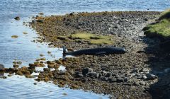 The pilot whale stranded at Basta Voe, on Yell, on Thursday afternoon. Photo: Iona Newton