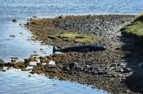 The pilot whale stranded at Basta Voe, on Yell, on Thursday afternoon. Photo: Iona Newton