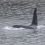 A bull orca off Hillswick late last week. Photo: Shetland Wildlife.