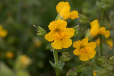 Shetland's monkeyflower is larger than the typical monkeyflower and its flowers are more open. Photos: University of Stirling