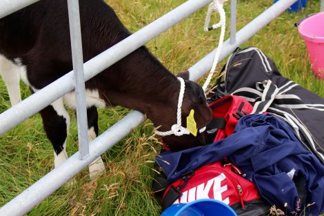 A calf getting nosy and examining the contents of a holdall. Photo: Shetland News/Chris Cope.