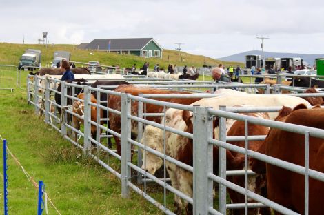 Cattle, sheep and "just about everything else" were on show. Photo: Shetland News/Chris Cope.