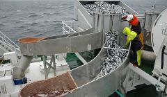 Almost 50,000 tonnes of pelagic species were landed in Shetland in 2016.