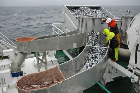 Almost 50,000 tonnes of pelagic species were landed in Shetland in 2016.