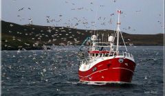 Local whitefish boat Tranquility fishing off Shetland. Photo: Ivan Reid