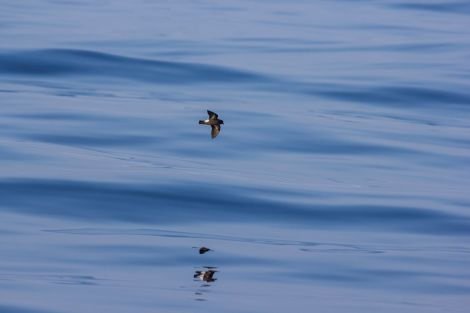 The elusive storm petrel, as captured by Ed Marshall.