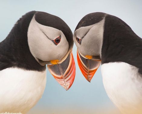 John Moncrieff's puffin photo.