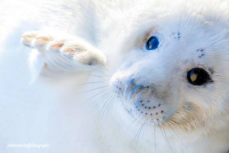 John's seal photo was also highly commended.