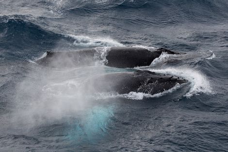 Whalsay fisherman Magnus Polson was running for his camera when three humpback whales surfaced next to the Altaire on Sunday. All photos: Magnus Polson