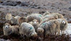 Sheep numbers across Scotland could halve according to Scotland's Rural College. Photo: Shetland News