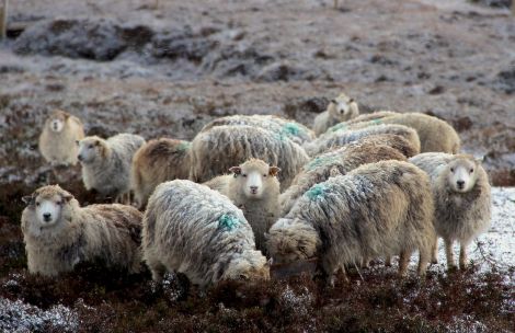 Sheep numbers across Scotland could halve according to Scotland's Rural College. Photo: Shetland News