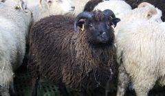 tThere is a question mark over whether sheep farming in Shetland will remain viable. Photo: Shetland News