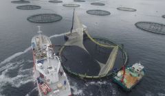 The flexi panel size-grading fish in a Shetland salmon cage. Photo: Grading Systems (UK)