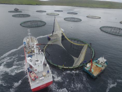 The flexi panel size-grading fish in a Shetland salmon cage. Photo: Grading Systems (UK)