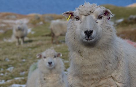 Photo: Hans J Marter/Shetland News