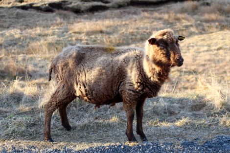 Locals have been reminded to keep control of their dogs near sheep. Photo: Chris Cope/Shetland News