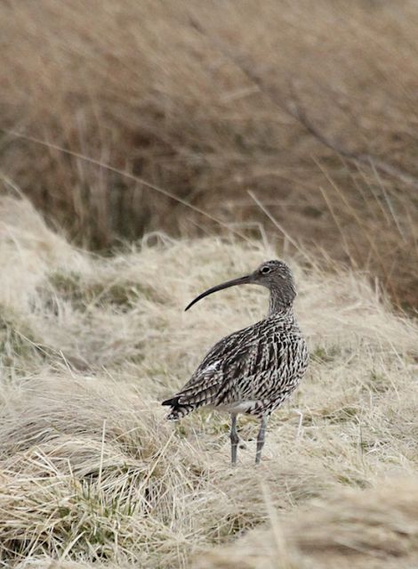 Sixty per cent of curlews have been lost across Scotland over the last two decades. Photo: Ian Francis/RSPB