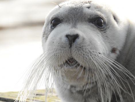 The seal - pictured from 25ft away - at the wooden slipway on Thursday morning. Photo: Helen Iliffe-Adsett