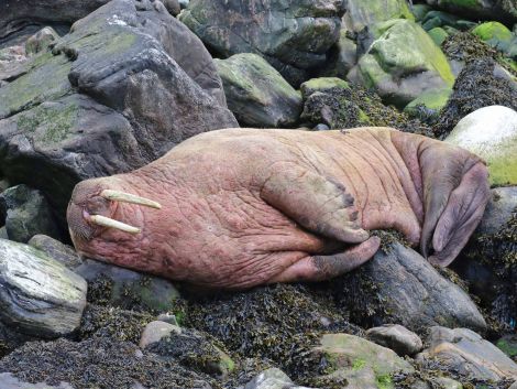 George Petrie managed to get this snap of the walrus in Skerries on Sunday.